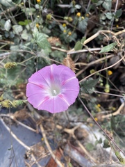 Ipomoea