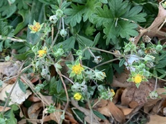 Potentilla