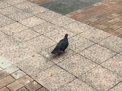 Columba livia domestica