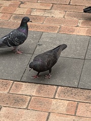 Columba livia domestica
