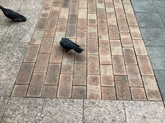 Columba livia domestica