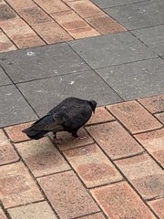 Columba livia domestica
