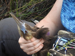 Botaurus poiciloptilus