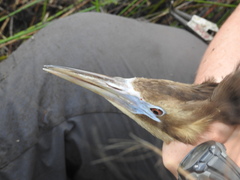 Botaurus poiciloptilus