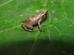 Eleutherodactylus floresvillelai