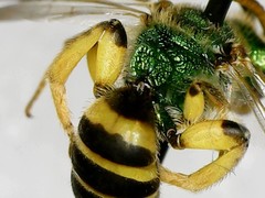 Agapostemon