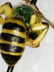 Agapostemon