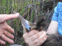 Botaurus poiciloptilus