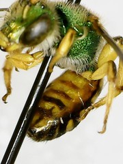 Agapostemon