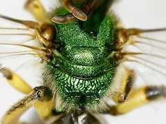 Agapostemon