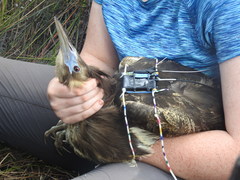 Botaurus poiciloptilus