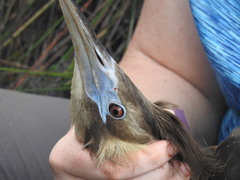 Botaurus poiciloptilus