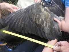 Botaurus poiciloptilus