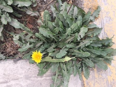 Taraxacum officinale