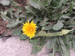 Taraxacum officinale