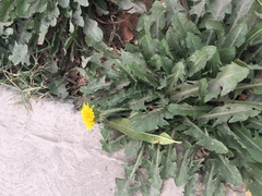 Taraxacum officinale