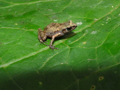 Eleutherodactylus floresvillelai