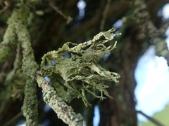 Ramalina pacifica