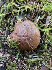 Suillus punctatipes
