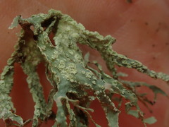 Ramalina pacifica