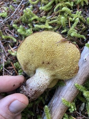 Suillus punctatipes