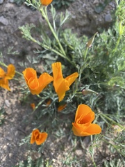 Eschscholzia californica