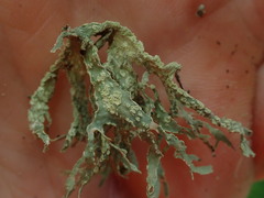 Ramalina pacifica
