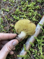 Suillus punctatipes