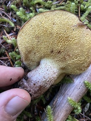 Suillus punctatipes