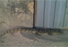 Caiman crocodilus fuscus