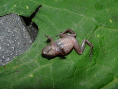 Eleutherodactylus floresvillelai