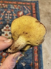 Suillus punctatipes