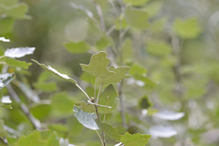 Populus