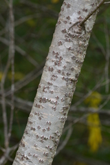 Populus
