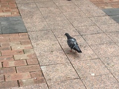 Columba livia domestica