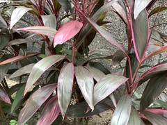 Cordyline fruticosa