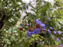 Ceratostigma griffithii