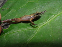 Eleutherodactylus floresvillelai