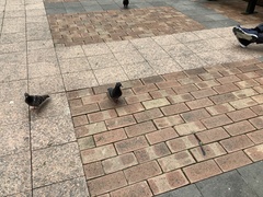 Columba livia domestica