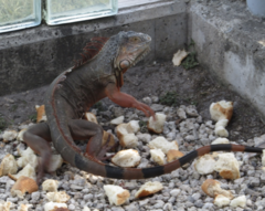 Iguana iguana