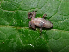 Eleutherodactylus floresvillelai