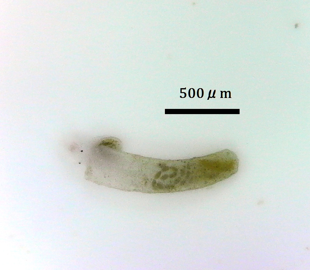 Caecum imperforatum