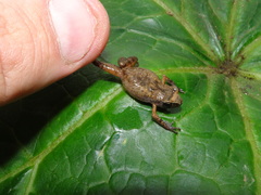 Eleutherodactylus floresvillelai
