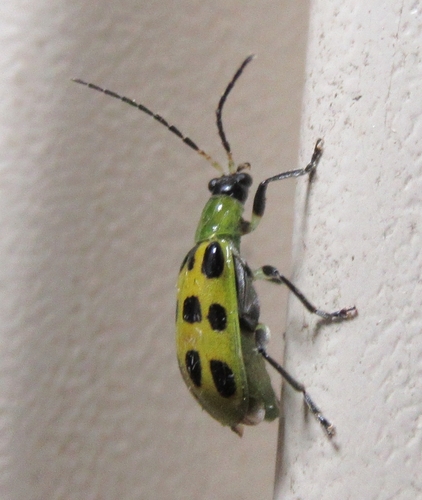 Spotted Cucumber Beetle, photo 3 of 7