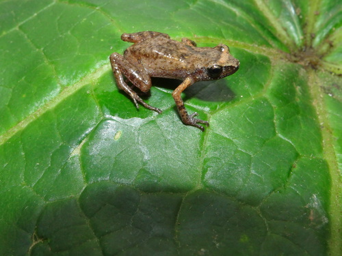 Flores' Peeping Frog