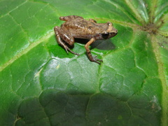 Eleutherodactylus floresvillelai