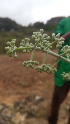 Polyscias floccosa image