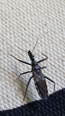 Piestolestes obscurus