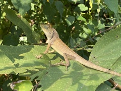 Calotes versicolor
