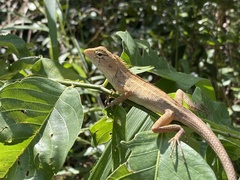 Calotes versicolor